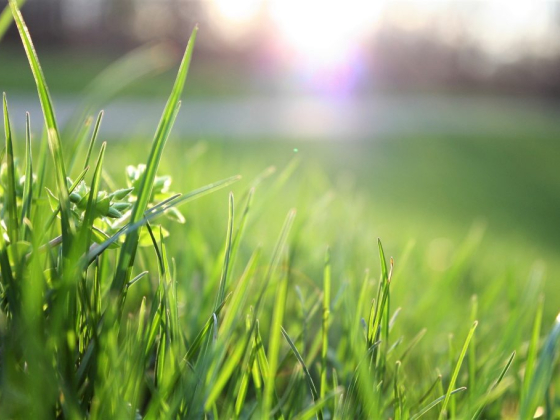 Management Options for Controlling Invasive Grasses