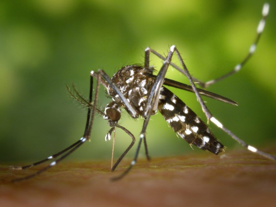 How to Naturally Repel Mosquitoes