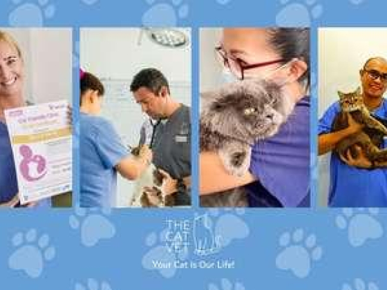 The Cat Specialist Veterinary Clinic