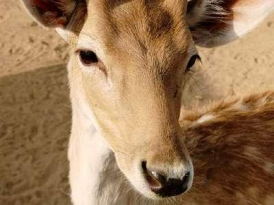 Oasis Petting Zoo