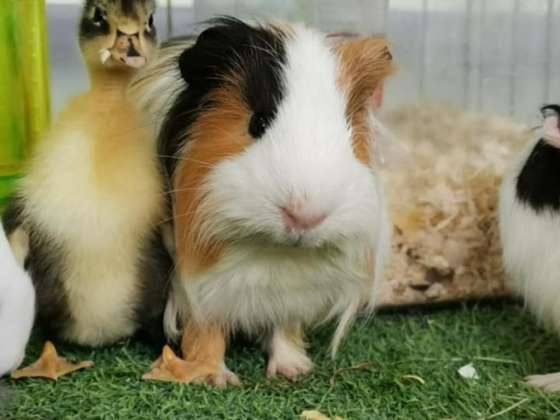 Oasis Petting Zoo