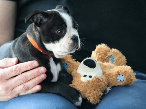 Prime Paws Veterinary Clinic