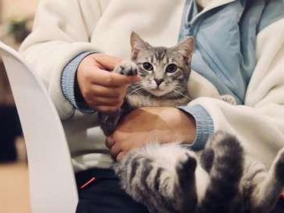 Prime Paws Veterinary Clinic