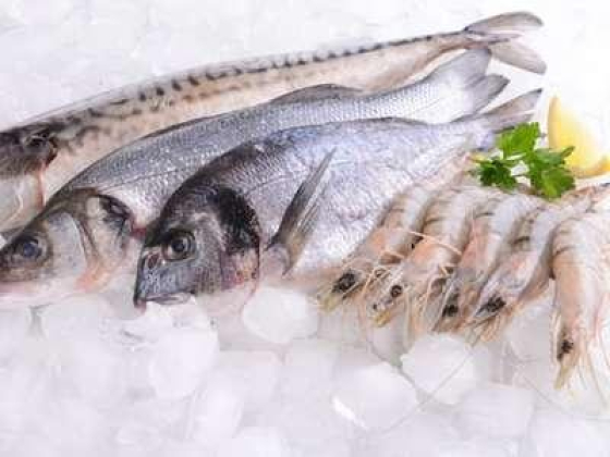 Mohammad Rubel Fresh Fish Trading