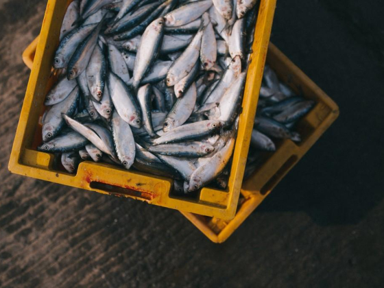 Fatiheya Ali Fish Stall