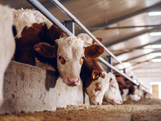 Al Barara Livestock Trading