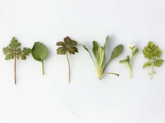 Hakeem Qasim Natural Herbs Trading Co.