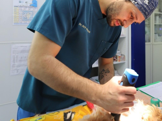 Modern Vet