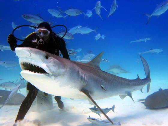 Dubai Aquarium & Underwater Zoo