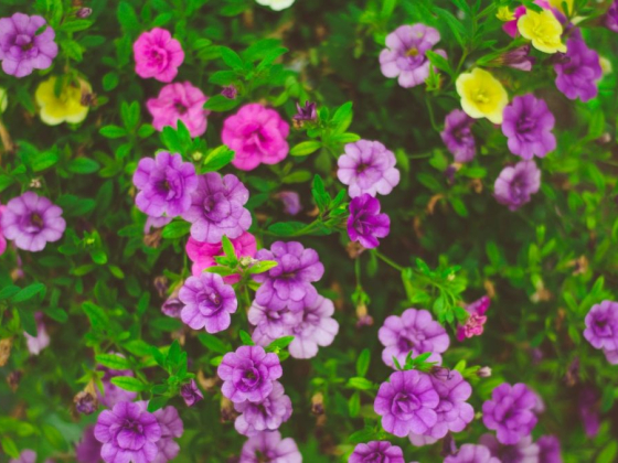 Make Your Desert Garden Bloom