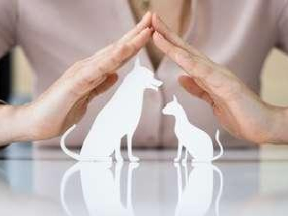 Oslo Pet Insurance