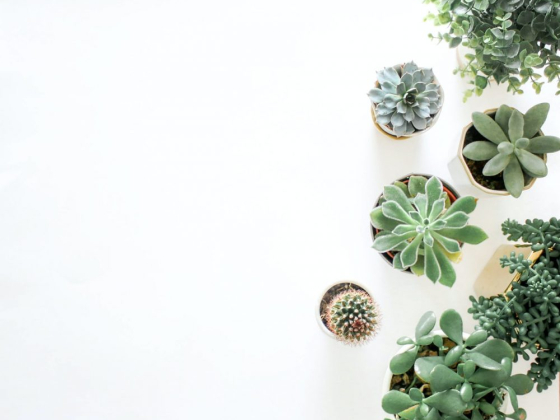 The Beginner's Guide to Succulents