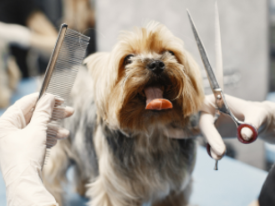 Sugar Paws Pet Salon