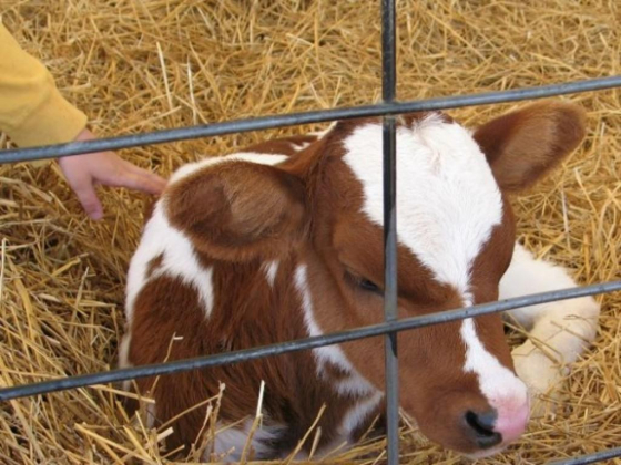 Animal Sanctuary