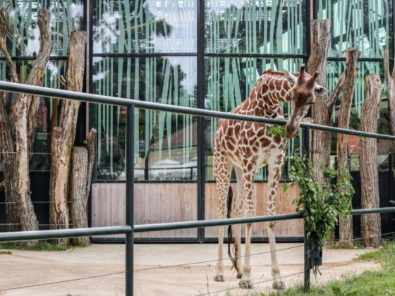 Worldwide Zoo Consultants