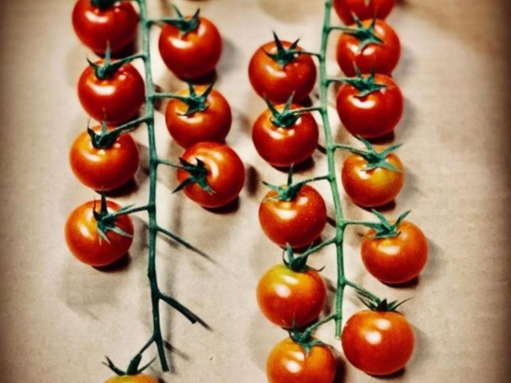 The House Of Organic General Trading