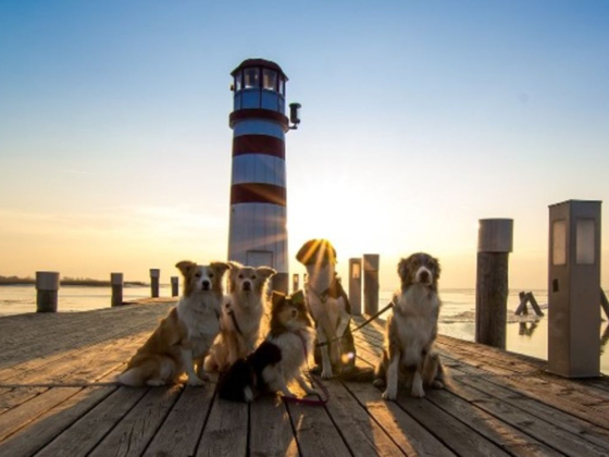 Blue Sky Pets Relocation Services