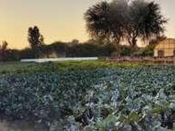 Desert Organic Farm