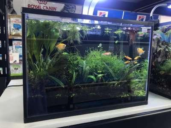 Bestie Beasties Aquarium