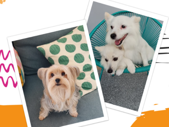 Paw Peace Domestic Pets Grooming