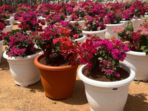 Al Shamil Flowers & Ornamental Plants Trading