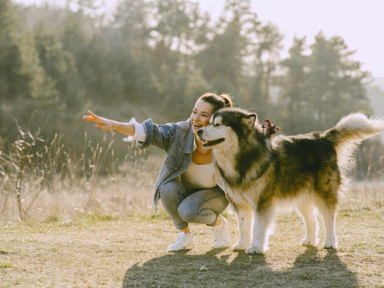 Akita- Japan’s Treasure
