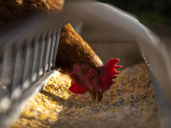 Petchoice Animals & Birds Feed Trading