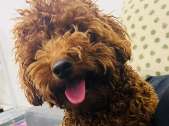 Happy Walk Pet Care