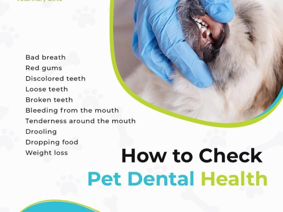 Companion Veterinary Clinic