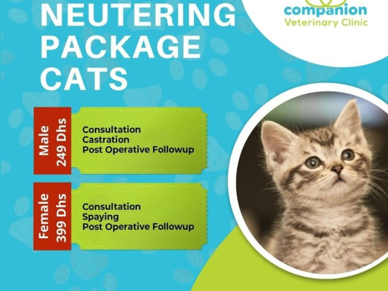 Companion Veterinary Clinic