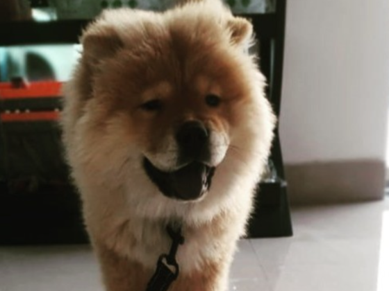 Pet Wellness Veterinary Clinic