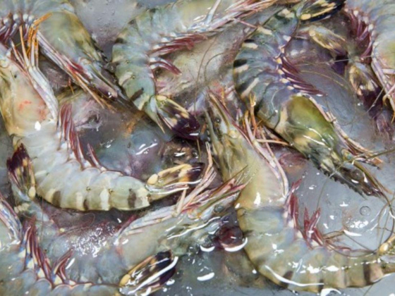 Bashir Alam For Fresh Fish & Marine Animals Trading
