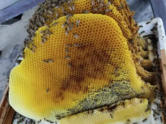 Beekeepers Association