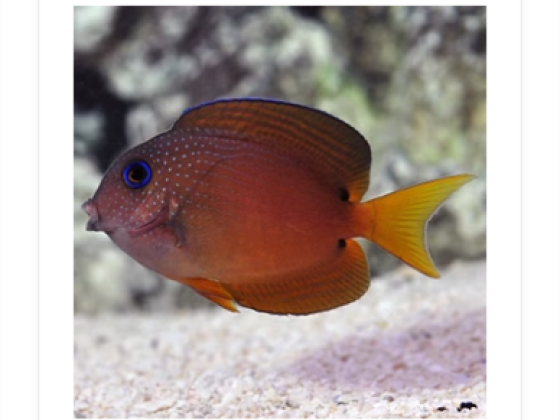 Blue Coral Fish Trading L.l.c