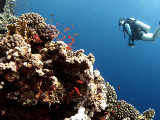 Dive Campus Diving Club