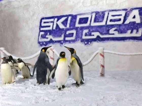 Koma Leisure Services