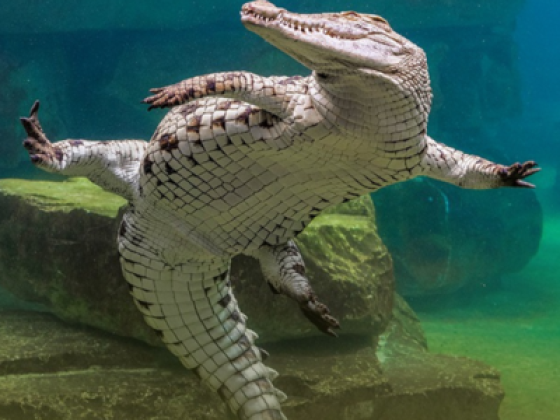 Dubai Crocodile Park