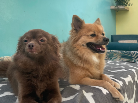 Dkc Veterinary