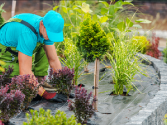 Nabi Bakhsh Landscape & Gardening Works & Maintenance