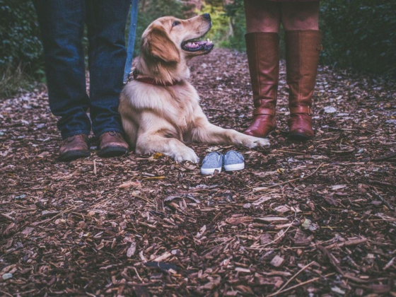 Pets Gallery