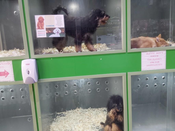 Animals Trading Boutique