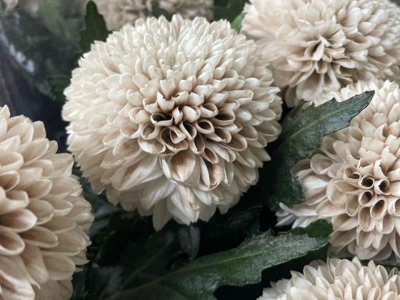 Reemflora