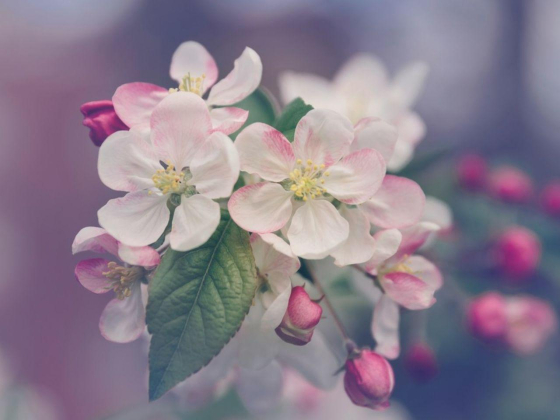 Garden Villa Flowers