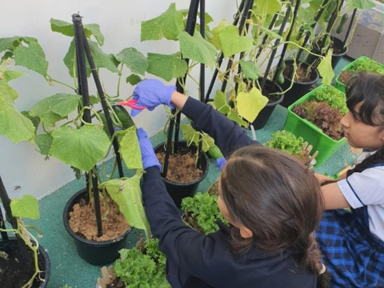 American School Of Creative Science