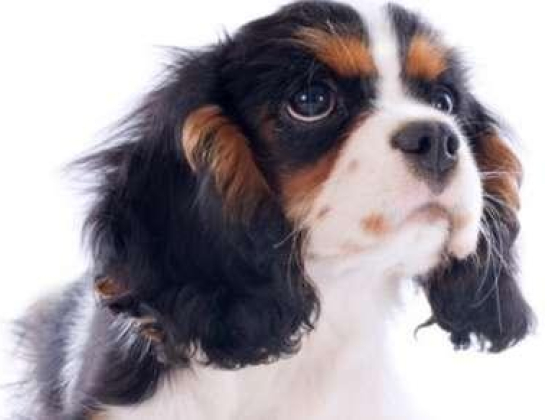 The Pet Vet Veterinary Clinic