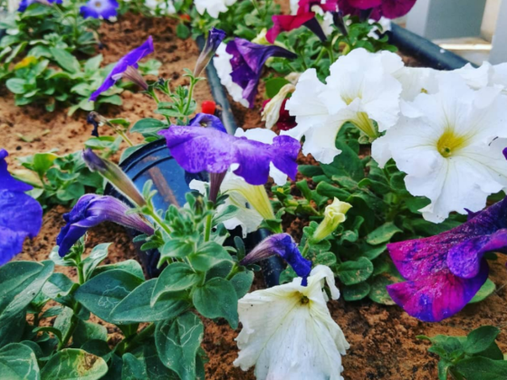 Ardh Al Madina Landscaping