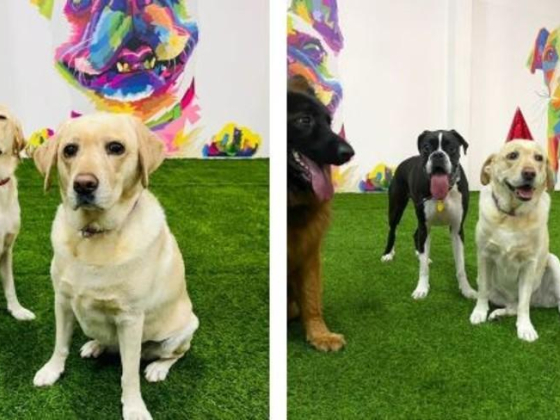 Zoomies Domestic Pets Boarding