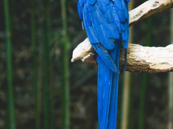 Wahat Al Hudhud Birds & Pets Trading