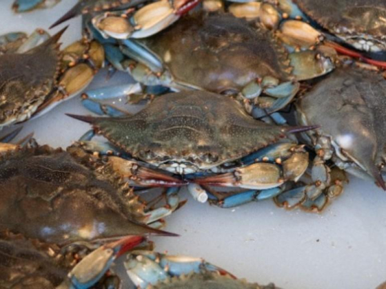 Blue Wave Sea Food