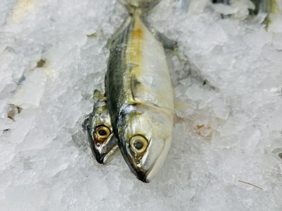 Seaman King Seafood Trading